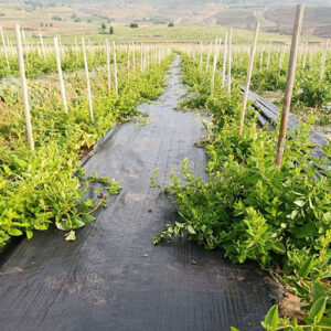 Woven Geotextile